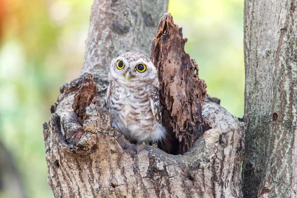 Spotted owlet Athene brama nest in tree hollow. — Stock Photo, Image