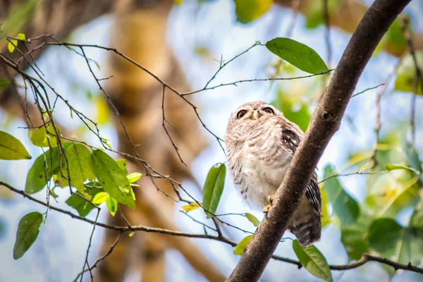 Close up van gevlekte owlet of athene brama vogel. — Stockfoto