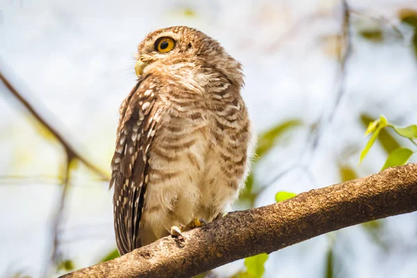 Close up van gevlekte owlet of athene brama vogel. — Stockfoto