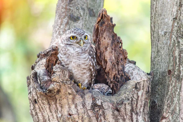 Close up van gevlekte owlet of athene brama vogel. — Stockfoto