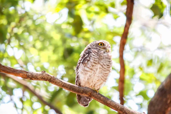 Gevlekte owlet Athene brama nest in een holle boom. — Stockfoto