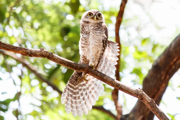 Gevlekte owlet Athene brama nest in een holle boom. — Stockfoto