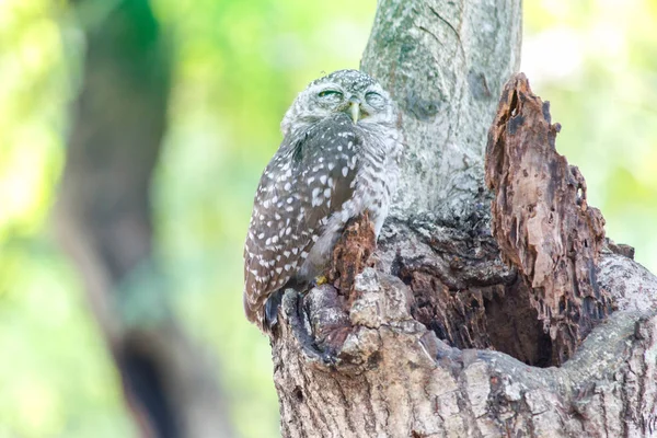 Gevlekte owlet Athene brama nest in een holle boom. — Stockfoto