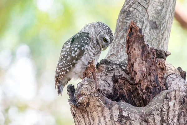 Gevlekte owlet Athene brama nest in een holle boom. — Stockfoto