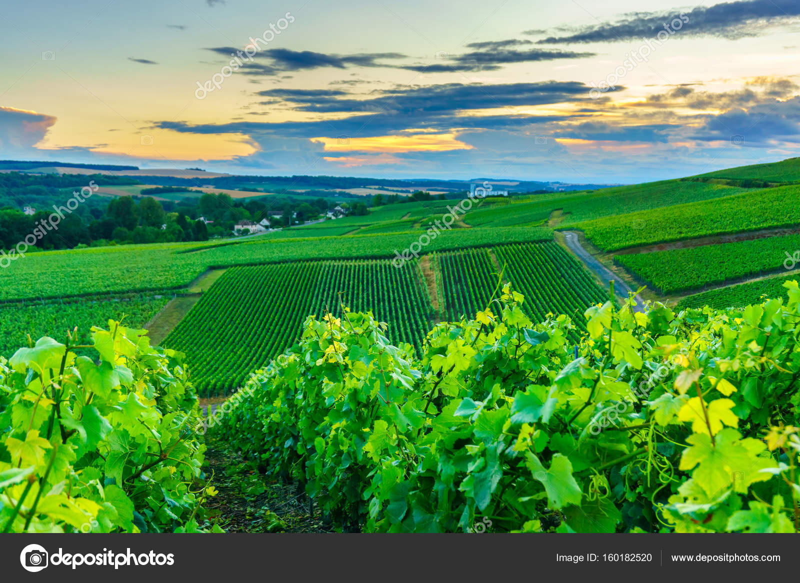 Scenic Landscape In The Champagne At Sunrise Time Vineyards