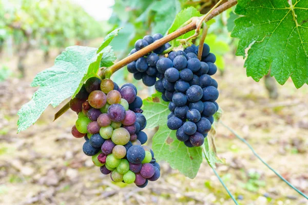 Chiudere le uve nella regione dello champagne nella vendemmia autunnale, Reims, Francia — Foto Stock