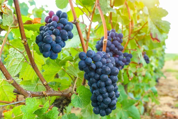 Cierre de uvas de vid en la región de champán en otoño cosecha, Reims, Francia —  Fotos de Stock