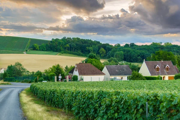 Campo de pueblo y viñedos de champán al atardecer en montagne de reims, Francia —  Fotos de Stock