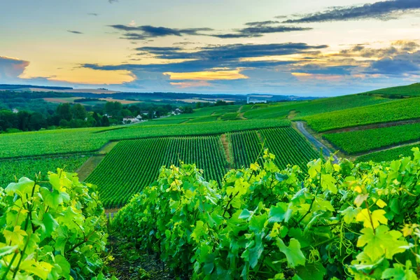 Живописный пейзаж в шампанском на восходе солнца, виноградники в Монтань-де-Реймс, Франция — стоковое фото