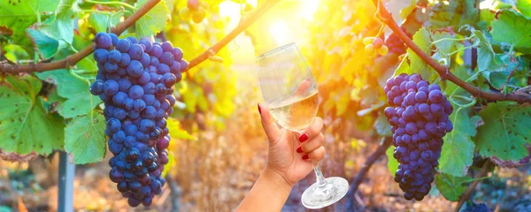 가 샴페인 지역에 덩굴 포도 와인 잔을 들고 여자 수확 배경, 프랑스 — 스톡 사진