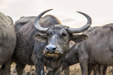 Birçok deniz Texas'ın sakinleri için bariyer Talay Noi, en üstteki Songkhla göl, nehir havzası olmasıdır. Phatthalung Eyaleti, Tayland.