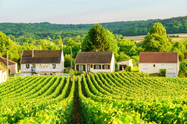 Rivi viiniköynnöksen vihreä rypäleen samppanjaa viinitarhoja Montagne de reims maaseudulla kylän tausta, Ranska — kuvapankkivalokuva