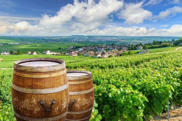 Шампанское виноградники со старой деревянной бочкой на рядах виноградной лозы зеленый виноград в виноградниках шампанского на заднем плане в Монтань-де-Реймс, Франция — стоковое фото