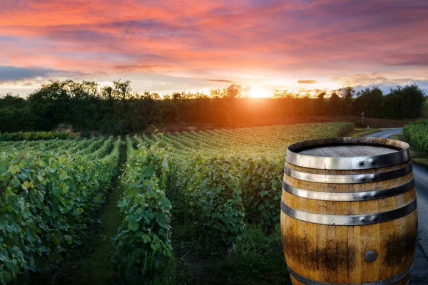 Viñedos de champán con barrica de madera vieja en fila vid verde uva en los viñedos de champán fondo en montagne de reims, Francia —  Fotos de Stock