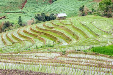 Yeşil teraslı pirinç alan yağmur sezonu Pa Pong Pieng Köyü, Mae Chaem, Chiang Mai, Tayland