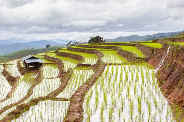 Green Terraced Rice Field in rain season at Pa Pong Pieng village, Mae Chaem, Chiang Mai, Thailand — Stock Photo, Image
