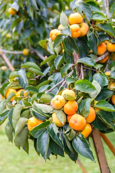 Niedojrzałe persimmon & świeża zieleń liści w Chiang Mai, Tajlandia — Zdjęcie stockowe