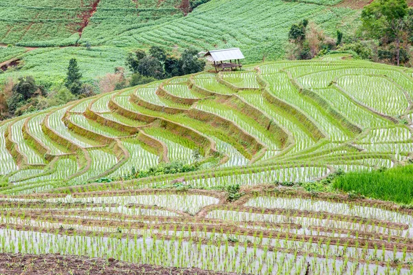 Zelené terasovité rýžové pole v dešťů v Pa Pong Pieng village, Mae Chaem, Chiang Mai, Thajsko — Stock fotografie