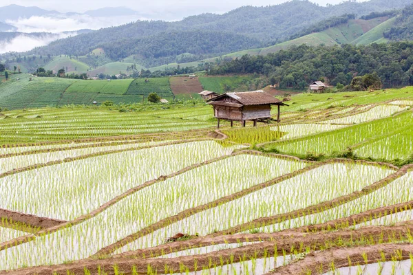 Yeşil teraslı pirinç alan yağmur sezonu Pa Pong Pieng Köyü, Mae Chaem, Chiang Mai, Tayland