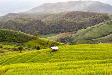 Yeşil pa pong piang, Chiang Mai, Tayland pirinç alan teraslı