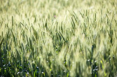 Yeşil çim alan zengin hasat buğday alan taze ürün buğday.