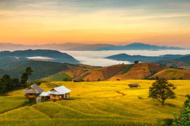 Mae-reçel Village, Chiang Mai Province, Tayland teraslı Paddy alanında güneş doğarken