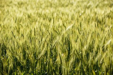 Yeşil çim alan zengin hasat buğday alan taze ürün buğday.