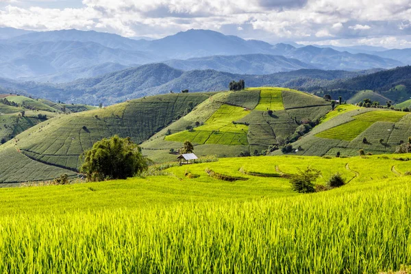 Yeşil pa pong piang, Chiang Mai, Tayland pirinç alan teraslı