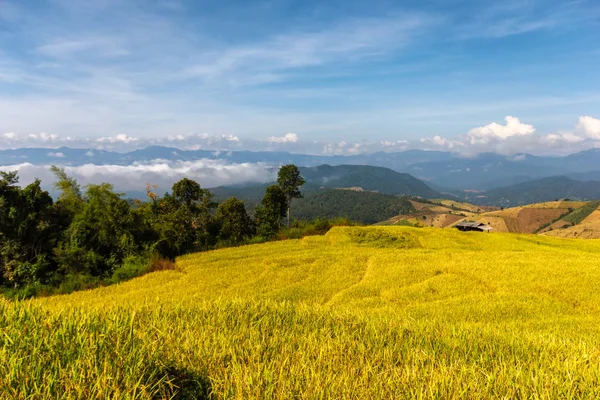 Zelené terasovité rýžové pole v Pa Pong Pieng, Mae Chaem, provincii Chiang Mai, Thajsko — Stock fotografie