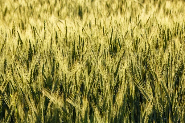 Yeşil çim alan zengin hasat buğday alan taze ürün buğday.