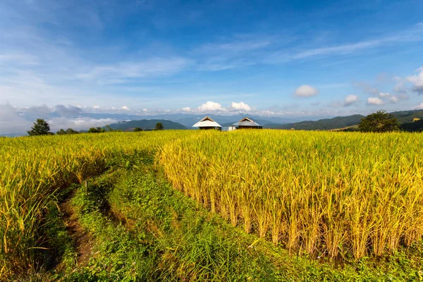 Zelené terasovité rýžové pole v Pa Pong Pieng, Mae Chaem, provincii Chiang Mai, Thajsko — Stock fotografie