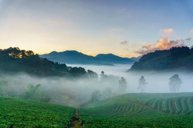 Puslu sabah gündoğumu çilek bahçesinde, görünümü sabah sis DOI angkhang Mountain, Chiang Mai, Tayland