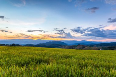Yeşil Pa Pong Pieng, Mae Chaem, Chiang Mai Province, Tayland pirinç alan teraslı
