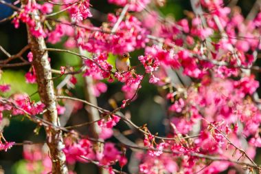 Şirin kuş dağ Bulbul ve Sakura Pembe çiçek, kuş Sakura ağacı Ang Khang ulus Park, Chiang Mai Province, Tayland.