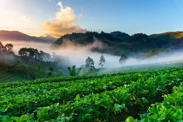 Puslu sabah gündoğumu çilek bahçesinde, görünümü sabah sis DOI angkhang Mountain, Chiang Mai, Tayland