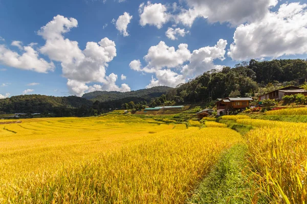 Zöld teraszos rizs mező Mae Klang Luang, Mae Chaem, Chiang Mai tartomány, Thaiföld — Stock Fotó