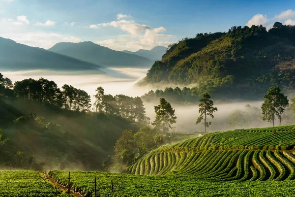 Puslu sabah gündoğumu çilek bahçesinde, görünümü sabah sis DOI angkhang Mountain, Chiang Mai, Tayland