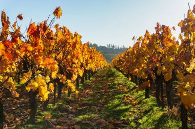 Günbatımı üzerinde şarap rota, Frangı sonbahar üzüm bağları
