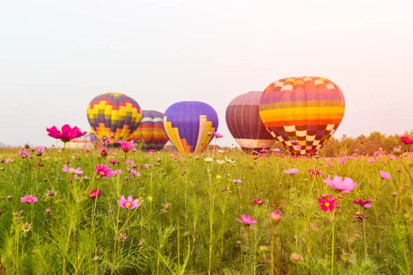 Close up campo de flores cosmos com grupo balões de ar quente fundo, Província de Chiang Rai, Tailândia — Fotografia de Stock