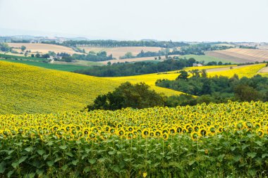 Ayçiçeği vosges Dağları arka planda alsace, Fransa ile alan