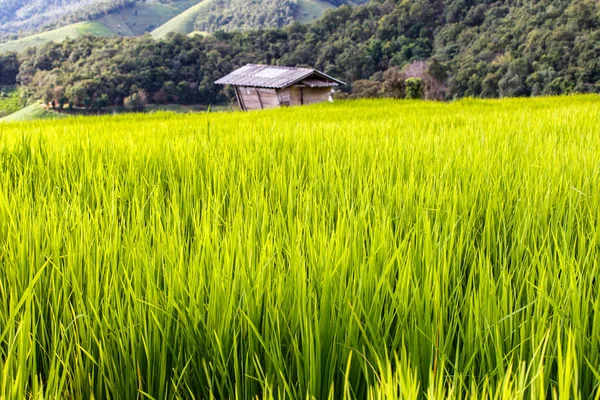 Zelené terasovité rýžové pole v pa pong piang, Chiang Mai, Thajsko — Stock fotografie