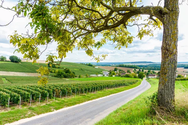 Reihe Weintrauben in Champagnerweinbergen am montagne de reims auf ländlichem Dorfhintergrund, Frankreich — Stockfoto