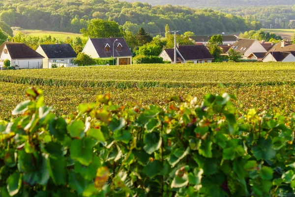 Schilderachtige landschap in de Champagne, wijngaarden in de Montagne de Reims, Frankrijk — Stockfoto