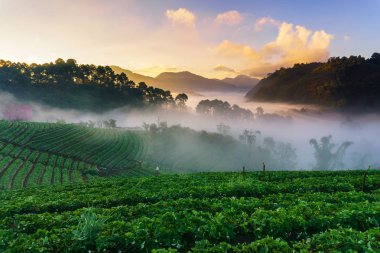 Puslu sabah gündoğumu çilek bahçesinde, görünümü sabah sis DOI angkhang Mountain, Chiang Mai, Tayland