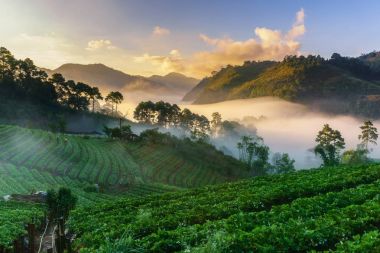 Puslu sabah gündoğumu çilek bahçesinde, görünümü sabah sis DOI angkhang Mountain, Chiang Mai, Tayland