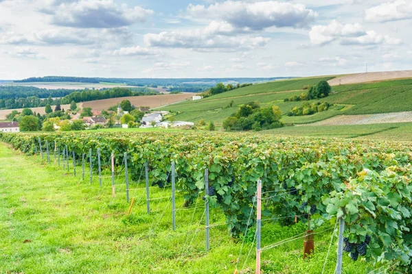 Reihe Weintrauben in Champagner-Weinbergen am montagne de reims Landschaft Dorf Hintergrund, Frankreich — Stockfoto