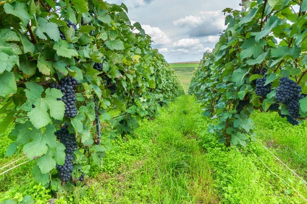 Uva de remo en viñedos de champán en montagne de reims, Francia —  Fotos de Stock