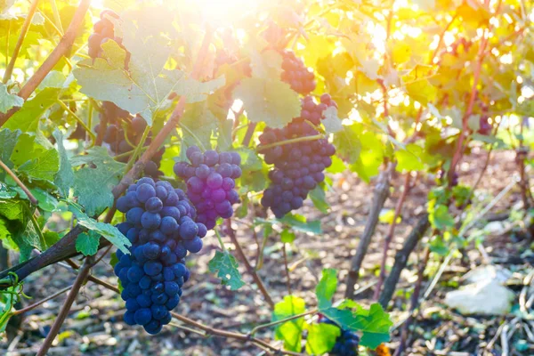 Cierre de uvas de vid en la región de champán en otoño cosecha, Reims, Francia —  Fotos de Stock