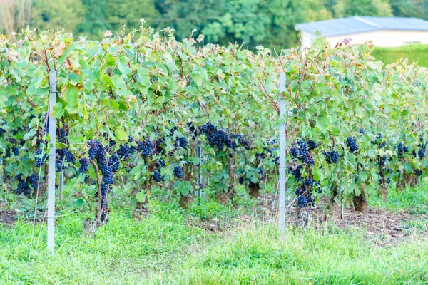 Paisaje escénico en el Champagne, Viñedos en el Montagne de Reims, Francia —  Fotos de Stock