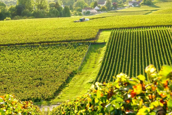 Rij druif van de wijnstok in de wijngaarden van de champagne bij montagne de reims platteland dorp achtergrond, Frankrijk — Stockfoto